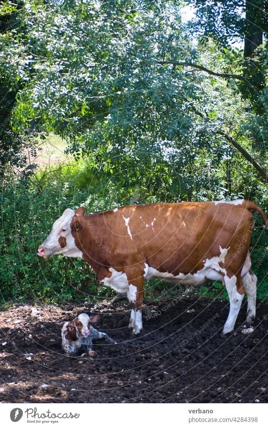 eine Kuh und ein gerade geborenes Kalb Tier Ackerbau Säugetier Wade Bauernhof Rind Natur Baby Born Viehbestand neugeboren Landwirtschaft schwarz ländlich