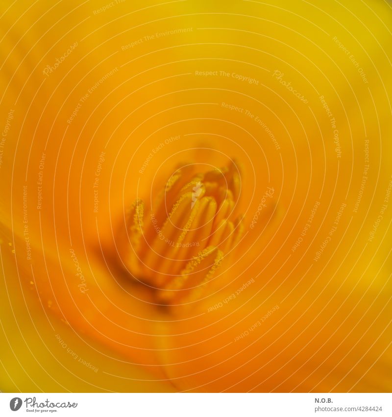 Goldmohnblüte von innen Blüte Schwache Tiefenschärfe Nahaufnahme Menschenleer Farbfoto Pflanze Blühend Detailaufnahme Makroaufnahme Außenaufnahme Blume Frühling