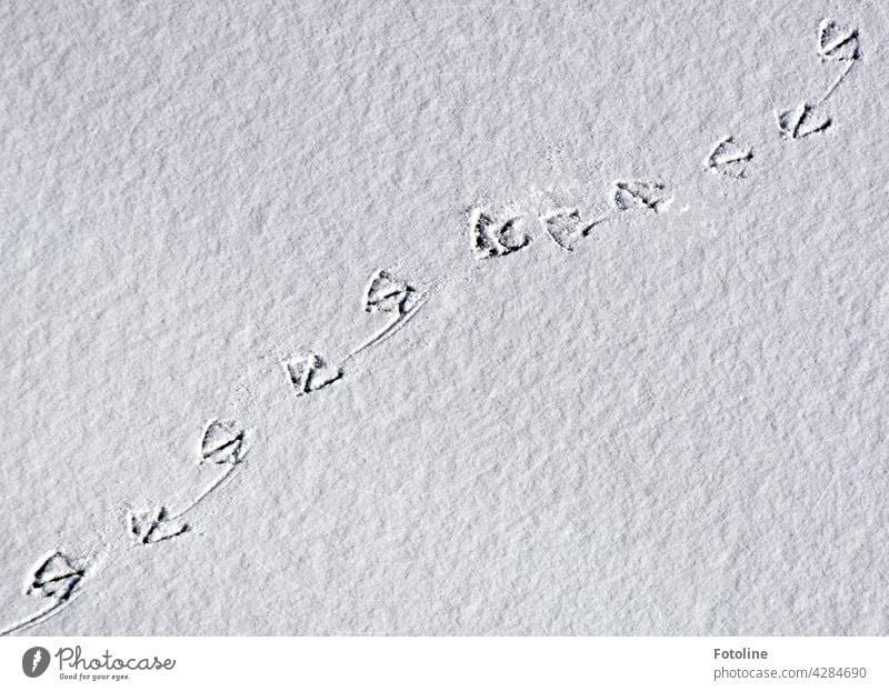 Tip-tap-tip-tap... hier watschelte eine Ente durch den Schnee. Zurück blieben nur ihre Fußspuren. Spuren Winter kalt weiß Frost Außenaufnahme Menschenleer