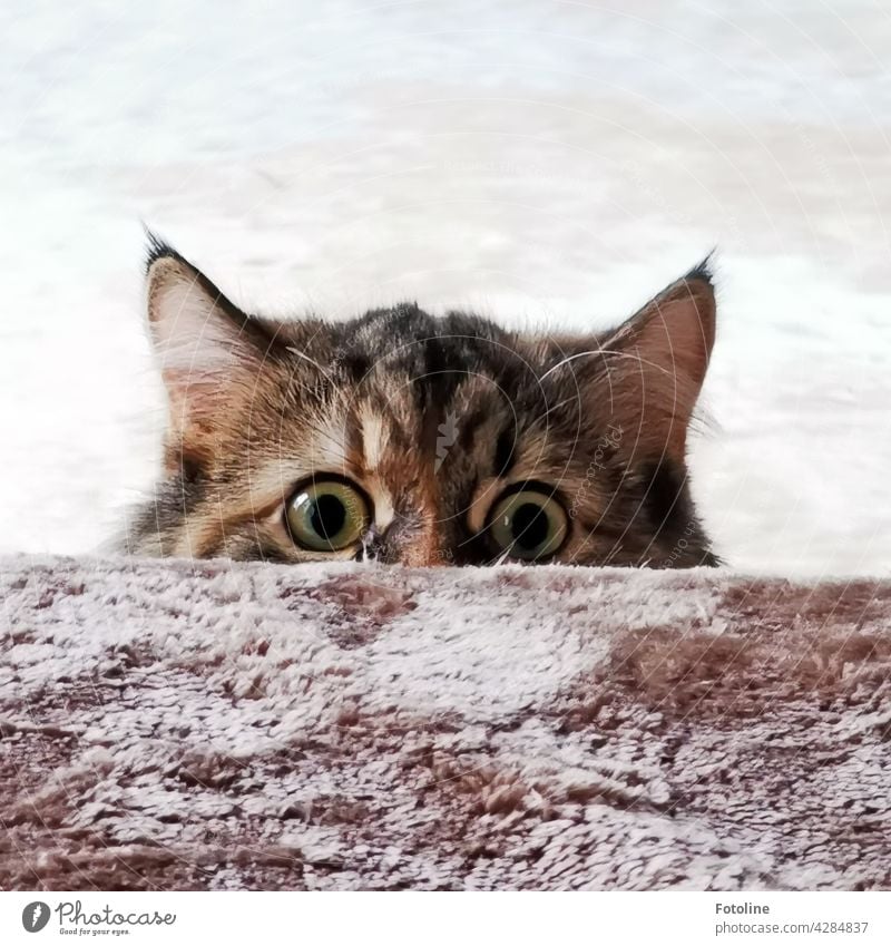 Neugierig schaut die Maine Coon Katze über die Sofakante. Fotoline bemerkt sicher nicht, dass sie sich angeschlichen hat und gleich ihre Füße jagen wird. Oder vielleicht doch?
