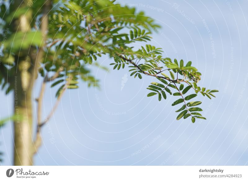 Vogelbeer Baum oder Eberesche im Detail mit jungen Blättern und dünnem Baumstamm, Sorbus aucuparia zart sommer blauer Himmel grüne frishe Stamm Blauer Himmel