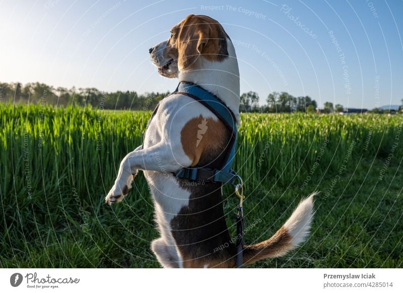 Hund auf zwei Füßen, der sich umschaut. Hintergrund Stehen Schniefen Jäger Suche suchen Natur Gesicht Auge Feld Tier Beagle Kragen im Freien Reinrassig Park