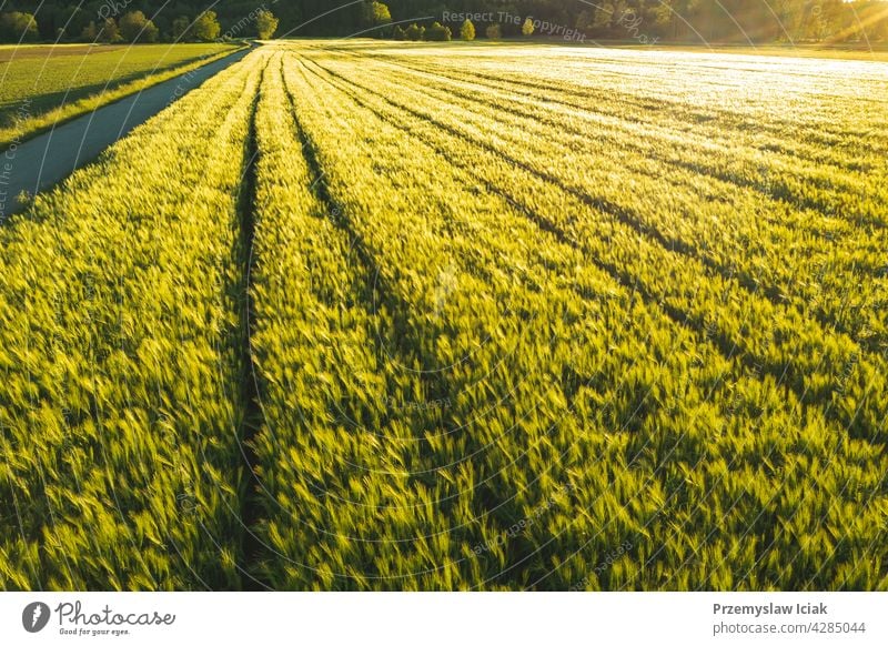 Grünes Feld in ländlicher Umgebung. Landschaft mit landwirtschaftlichen Getreidefeldern. Antenne Müsli Lebensmittel Bodenbearbeitung jung pflügen Muster