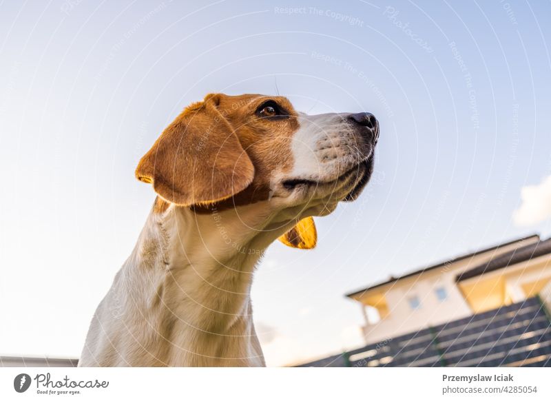 Hund Porträt zurück beleuchteten Hintergrund. Beagle mit Zunge heraus im Gras während des Sonnenuntergangs in Felder Landschaft. Hinterhof Stehen Sommer