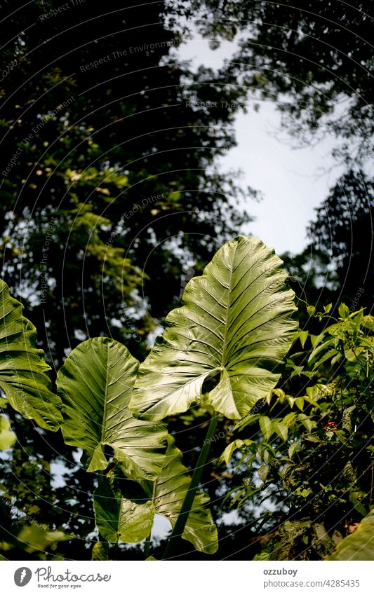 Taroblatt Blatt Pflanze Natur grün groß Ohr Hintergrund botanisch tropisch Detailaufnahme Textur frisch im Freien Colocasia Vene Gemüse Botanik Muster