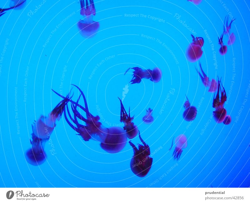 blaue qualle Zoo Aquarium mehrere jelly fish Unterwasseraufnahme viele Schwimmen & Baden