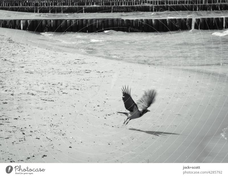 ein Vogel hebt ab vom Sandstrand Möwe Strand Flügelschlag Küste Natur Bewegungsunschärfe Sonnenlicht Holzbuhne Meer Ostsee Schwarzweißfoto fliegen Umwelt