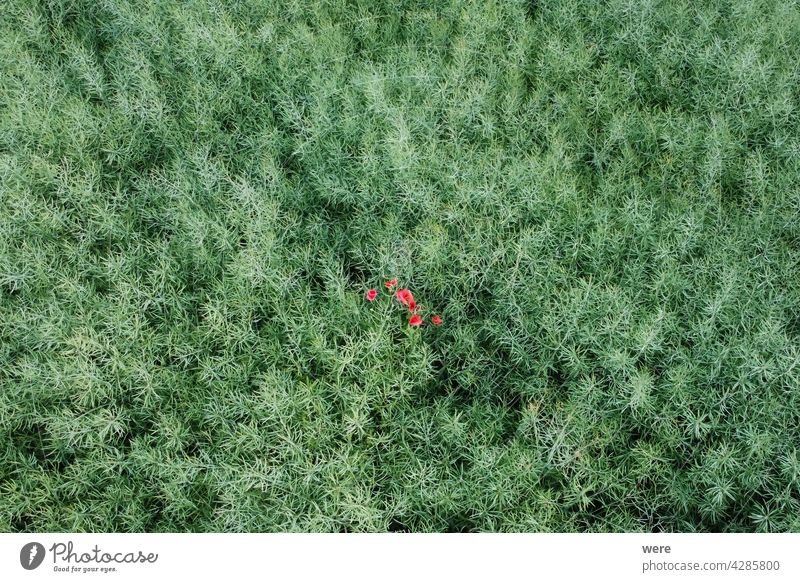 Mohnblüten in einem Feld mit abgeblühten Rapspflanzen von oben gesehen Bereich Flug Ansicht Luftaufnahme Vogelschau Überstrahlung Blüte Textfreiraum Drohnenflug