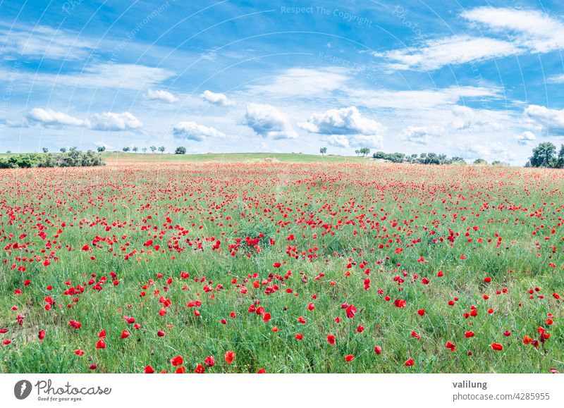 Rote Mohnblumen in einem Feld, Frühling Hintergrund kastilla la mancha Spanien schön Schönheit Blütezeit Farbe Landschaft dekorativ Umwelt Flora geblümt Blume