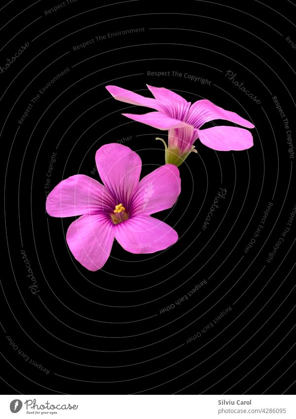 Rosa Sauerampfer in Blüte Nahaufnahme isoliert auf schwarzem Hintergrund Braunes Pferd vereinzelt rot rosa Blume Pflanze Tee Hawaiiblume Kräuterbuch grün süß