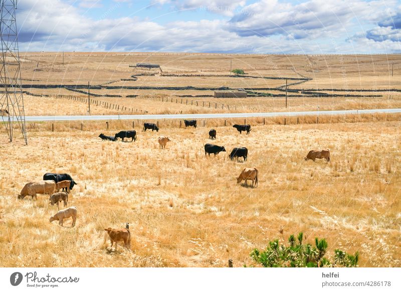 Rinderherde auf einer dürren ausgebrannten Wiese in Spanien mit strahlend blauen Wolken Hintergrund Weide Landschaft Gras Kuh Herde Nutztier Sommer