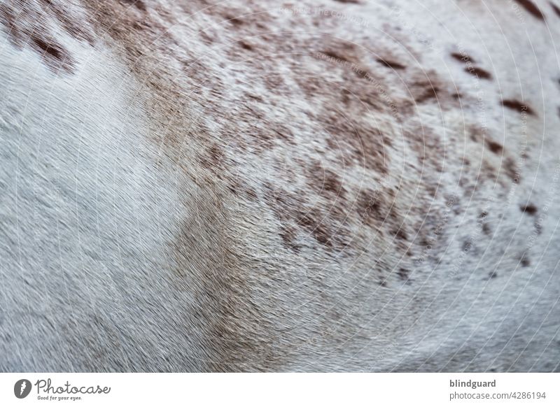 Schimmel ... Ausschnitt vor dem Ausritt Pferd Nutztier domestiziert Huftier Fell Grey-Gen Haare Tier Haare & Frisuren Säugetier Menschenleer Außenaufnahme