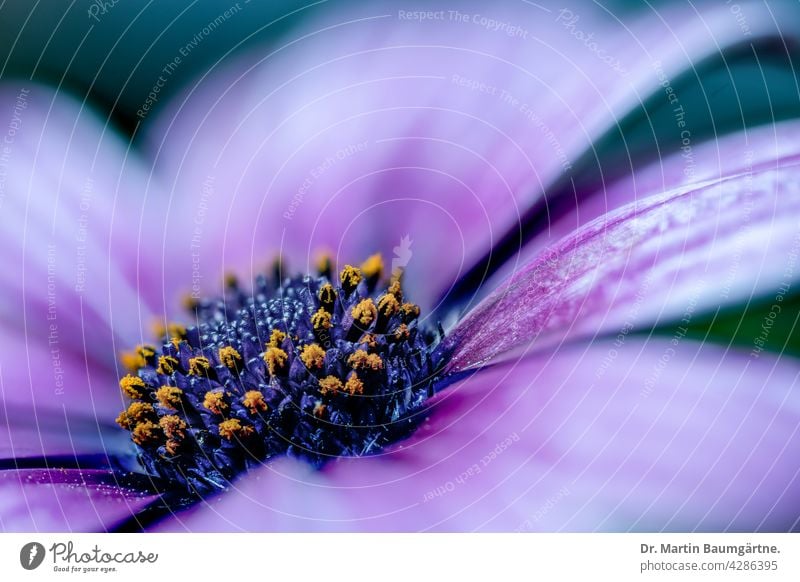 Das Kapkörbchen (Osteospermum ecklonis) ist eine beliebte  Balkonpflanze Kapaster aus Südafrika Korbblütler violett Blütenstand Asteraceae Compositae