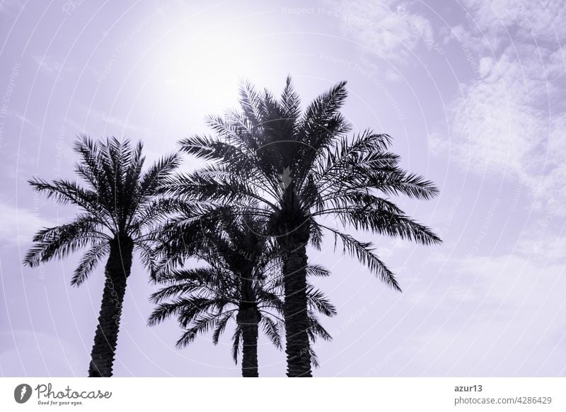 Tropischer Tourismus Paradies Palmen in sonnigen Sommer Sonne lila Himmel. Sonne Licht scheint durch Blätter der Palme. Schöne Fernweh Reise Reise-Symbol für Urlaub Reise nach Süden Urlaub Trauminsel