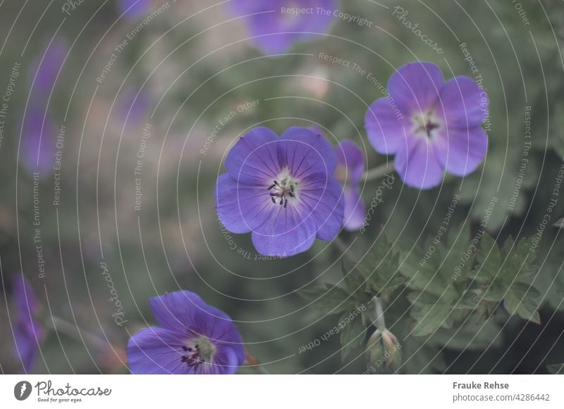 Violette Blüten des Wiesen-Storchschnabels (Geranium pratense) Blaues Schnabelkraut Geranium Pratense violett grün blau Sommer Garten Vorgarten Blume