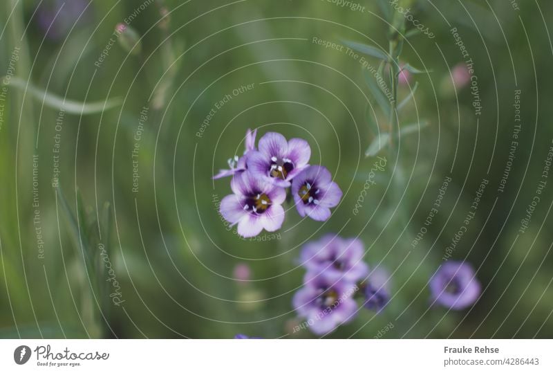 Violette Eustoma exaltatum Blüten auf einer Wiese violett hellpurpur blühen Sommer Juni Juli August Blume blühend Blumenwiese grün becherförmig