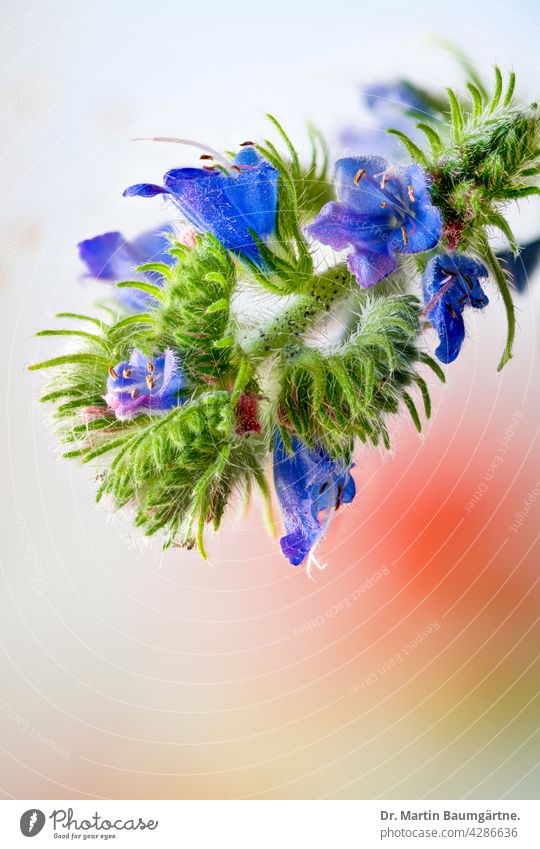 Natternkopf, Echium sp.,  Blütenstand, oberer Teil Echium vulgare Pflanze Blume blühen blau Wildblume Borretschgewächse Borraginaceae einheimisch