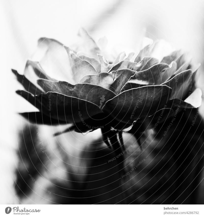 licht und schatten Tod Vergänglichkeit Hoffnung Glaube Abschied melancholisch melancholie Schwarzweißfoto edel elegant Sorge Natur Pflanze Blume Rose Blatt