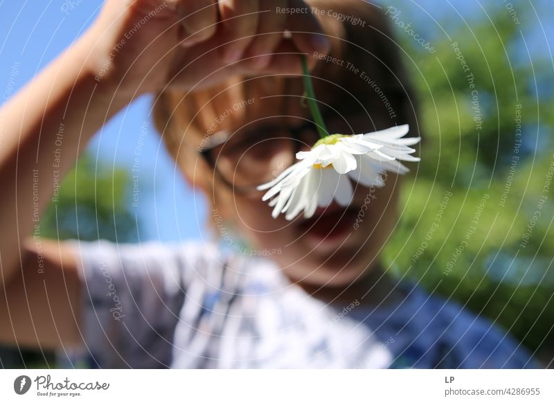 Junge zeigt ein Gänseblümchen in die Kamera Stil Design Garten Muttertag Mensch Gefühle Geschenk Blume Farbfoto Blüte Frühling Geschenke Kind Eltern Natur