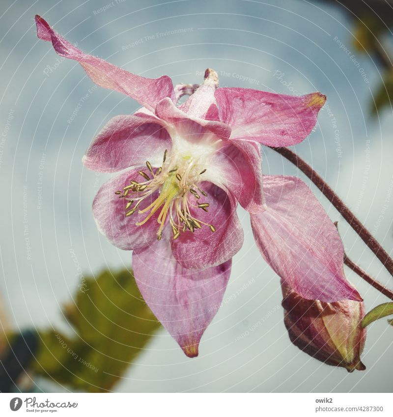 Geblüt Akelei Blüte Blütenblätter farbenfroh Blütezeit Idylle Frühlingsblumen Blitzlichtaufnahme Lebendigkeit Leichtigkeit Wachstum aufstrebend Natur Blume