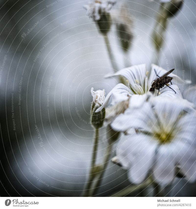 Fliege an einer weißen Blüte Nektar Blume saugen Insekt Tier Flügel Makroaufnahme Ernährung Nahaufnahme Pflanze hinein