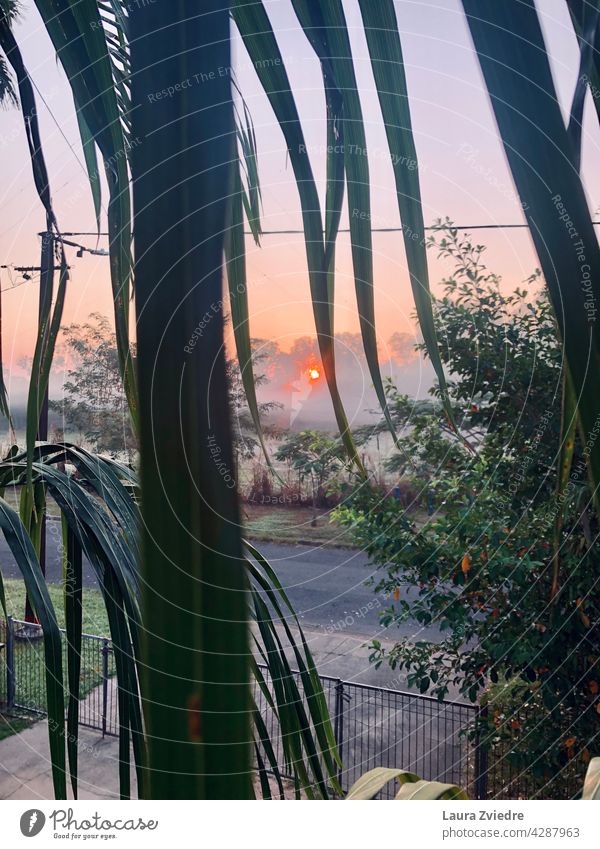 Sonnenaufgang und Morgennebel durch Palmenblätter Nebel neblig Baum Landschaft Sonnenlicht Natur im Freien Saison Umwelt schön Licht Hintergrund Ansicht grün