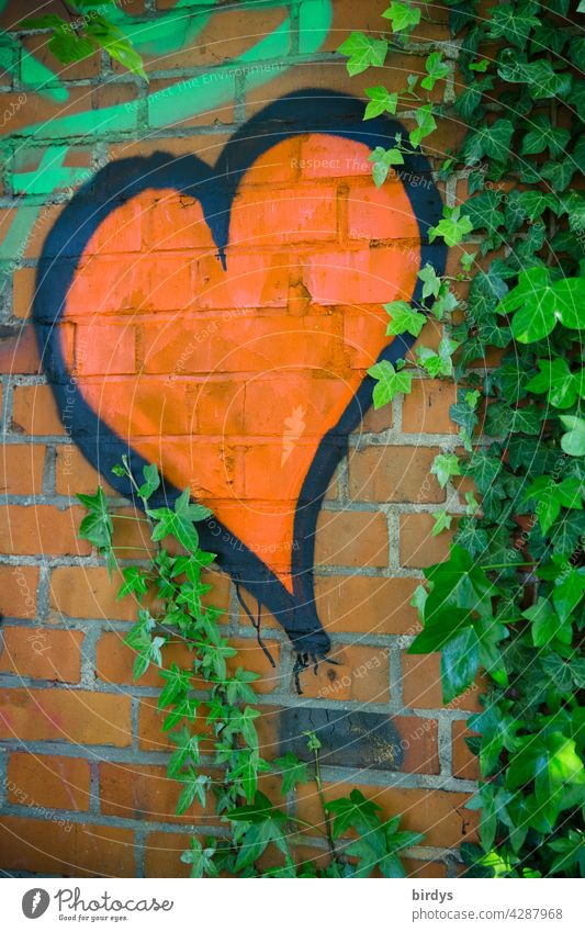 rotes Herz auf einer Backsteinwand umringt von grünem Efeu, Graffiti herz Liebe Verliebtheit Romantik Mauer Glück Lebensfreude Gefühle Frühlingsgefühle