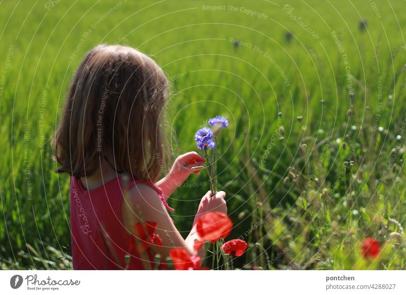 ein mädchen sitzt im Feld und pflückt einen Blumenstrauß. Geburtstag, Muttertag blumen pflücken kind feld kindheit natur freude erfreuen schenken muttertag