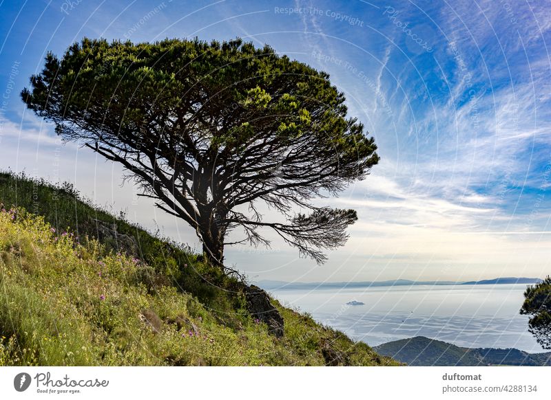 Einzelner Baum wächst an Berghang Pinie Italien Küste Klippe Wind windig Mittelmeer mediterran Außenaufnahme Meer Ferien & Urlaub & Reisen Landschaft Sommer
