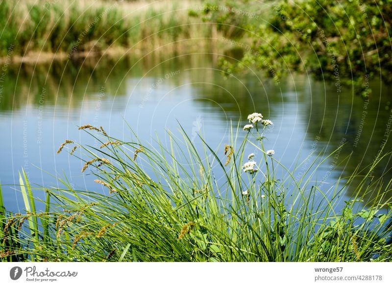 Sommerliches Grün an beiden Uferseiten der Warnow Gras Grünzeug Uferstreifen Fluss Spiegelung im Wasser Spiegelungen Natur grün Reflexion & Spiegelung