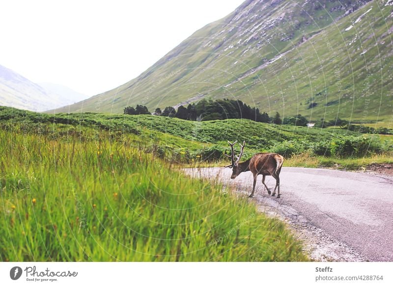 jeder Abschied ist schwer - ein schottischer Hirsch geht seiner Wege Schottland Rothirsch Rotwild Edelhirsch freilebend Begegnung unterwegs friedlich