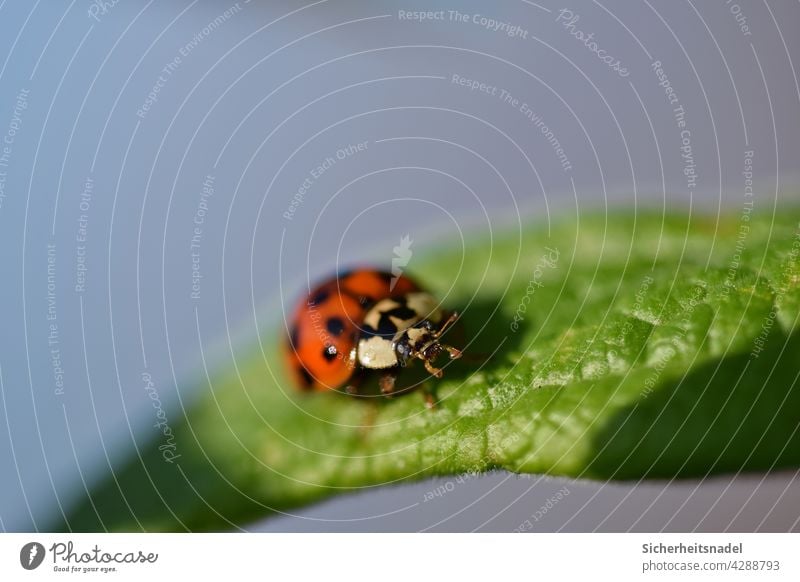 Nahaufnahme Marienkäfer Makroaufnahme makrofotografie Insekt Käfer Natur grün Außenaufnahme Detailaufnahme