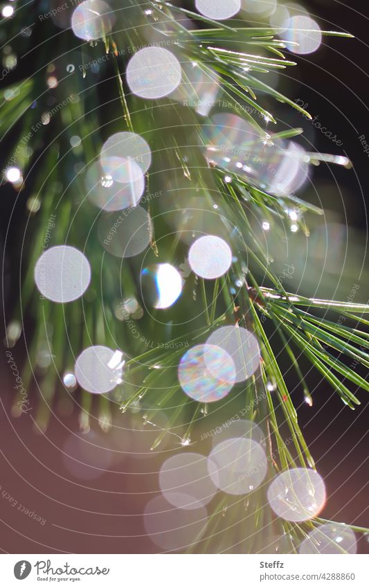eine Waldkiefer im Lichtregen Lichtreflexe Lichtspiegelung Kiefer Regen Nadelbaum Kiefernnadeln Regentropfen Nadelbaumzweig aromatisch Lichtkreise Orbs Reflexe