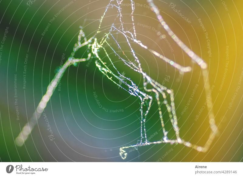 Gewebereste Spinngewebe Netz Spinnennetz versponnen Licht schön leuchten ästhetisch Lichtpunkte natürlich Webdesign Spinnerei verwoben Design Verknüpfung