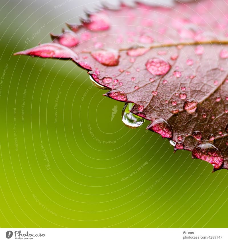 Kühlwasser auf Sägeblatt Blatt Wassertropfen Tropfen Regen frisch nass grün natürlich glänzend rot Garten rein leuchten ästhetisch Zacken Trauer fallen