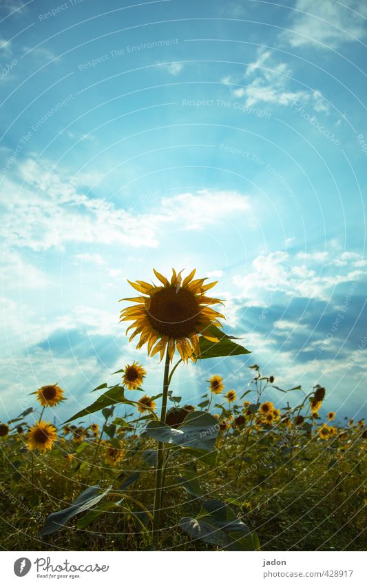 wochenend und sonnenschein. Natur Landschaft Pflanze Himmel Wolken Sonnenlicht Sommer Blume Feld heiß blau gelb grün Perspektive Umwelt Sonnenblume Wachstum