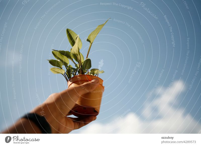 Hand hält Topfpflanze Pflanze Wachstum Beteiligung grün Blatt Natur eingetopft Hintergrund geblümt Nahaufnahme frisch Garten natürlich Zimmerpflanze Flora Blume