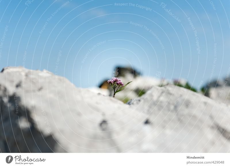 Mauer... ääh: Felsenblümchen Umwelt Natur Pflanze Himmel Wolken Schönes Wetter Blume Blüte Wildpflanze Alpen Stein stehen ästhetisch eckig fest klein nachhaltig