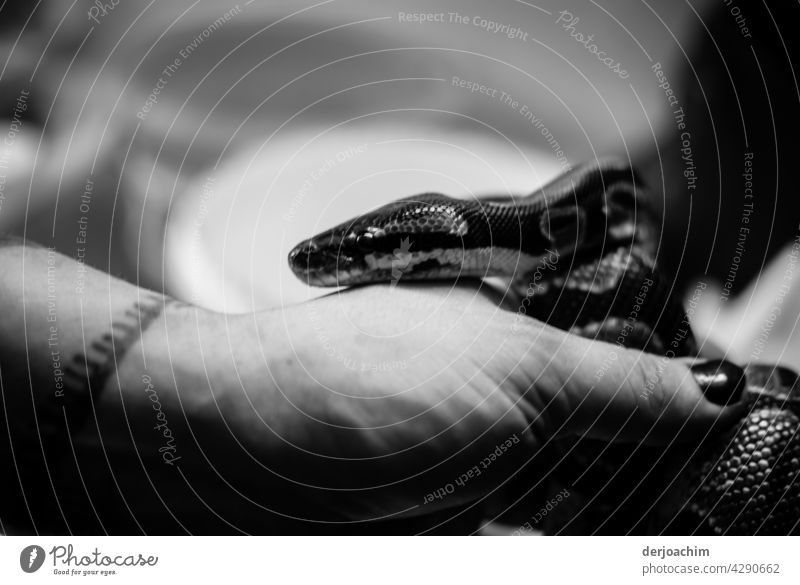 Kleine Schlange schlängelt sich aus der Hand auf den Arm. Sie ist ganz warm... Tier Tierporträt Nahaufnahme Wildtier Innenaufnahme Detailaufnahme Tag exotisch