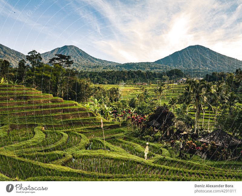 Blick auf Reisfelder, Reisterrasse in Jatiluwih Bali Indonesien Natur Sommer Frieden umweltfreundlich schön reisen Mutter Natur Suppengrün Landschaft