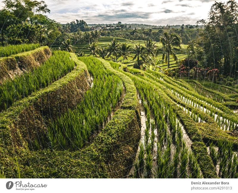 Blick auf Reisfelder, Reisterrasse in Jatiluwih Bali Indonesien Natur Sommer Frieden umweltfreundlich schön reisen Mutter Natur Suppengrün Landschaft