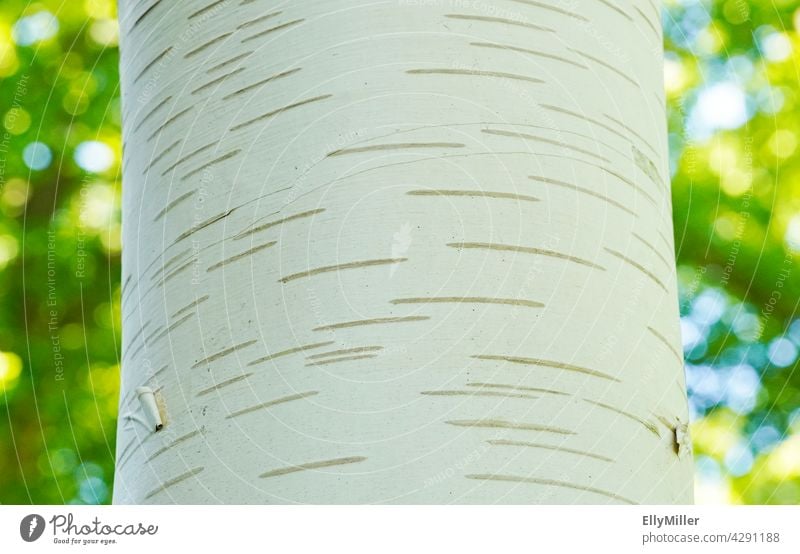 Nahaufnahme von einer Birkenrinde. Stamm einer Birke mit grünem Hintergrund. Baum Rinde Baumrinde Textur weiß Muster Natur natürlich Pflanze