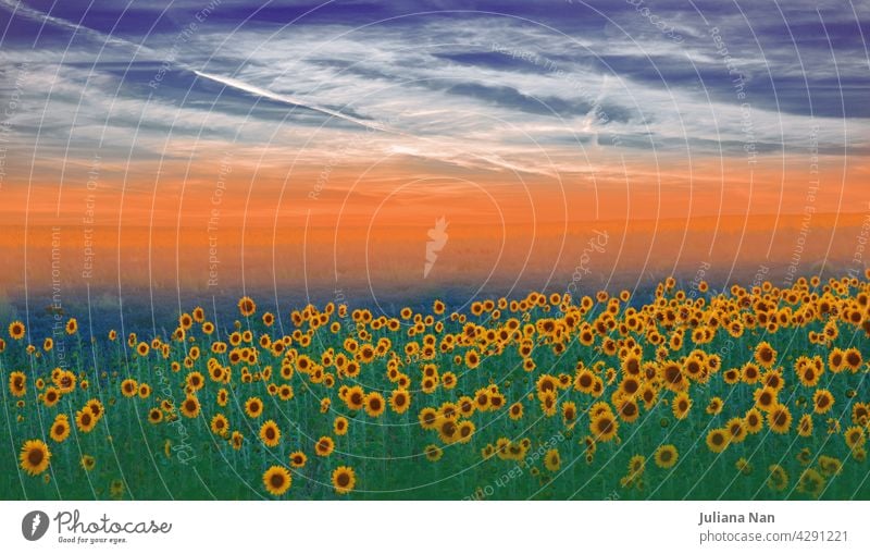 Sonnenblumenfeld bei Sonnenuntergang.Landschaft von einer Sonnenblumenfarm.Agrarlandschaft.Sonnenblumenfeldlandschaft.Orangefarbener Naturhintergrund.Feld blühender Sonnenblumen auf einem Sonnenuntergangshintergrund.Grußkarte Argikulturkonzept.Kunstfotografie.Künstlerische Tapete.