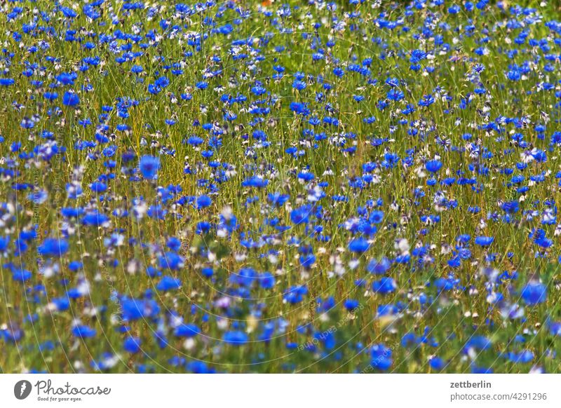 Wiese mit Kornblumen acker blau blaue blume feld frühjahr frühling kornblume lichtung natur romantik romantisch sommer wachstum wiese wild wildwiese