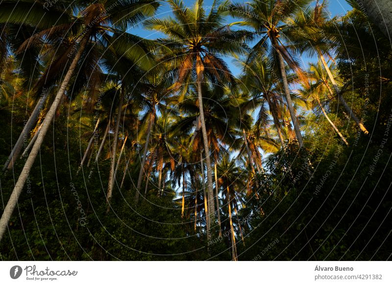 Landschaft mit tropischem Wald und hohen Kokosnusspalmen bei Sonnenuntergang, Barracuda Beach, Insel Pulau Kadidi, Togian Islands, Indonesien Togische Inseln