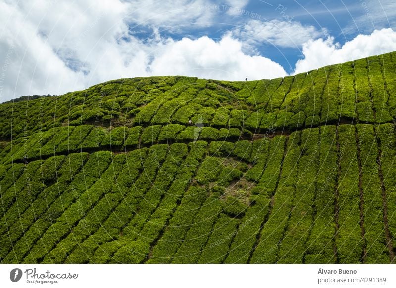 Teeanbau zwischen den Hügeln der Cameron Highlands, grüne Landschaften, die von Menschenhand verändert wurden, in der Gegend von Tanah Rata, Malaysia