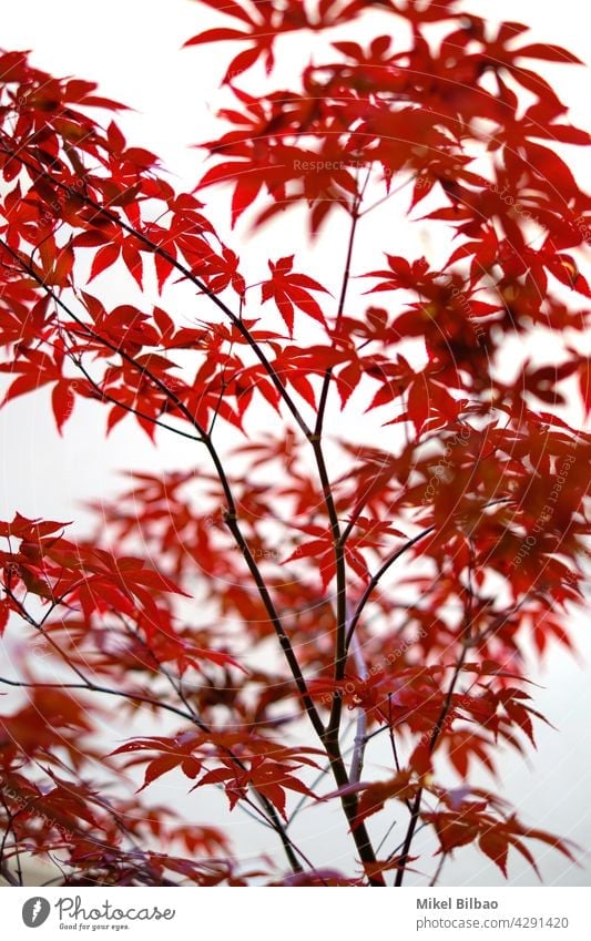 Rote Blätter eines kleinen Ahornbaums. Japan Zen belaubt Japanischer Ahorn ornamental Jahreszeiten Herbst herbstlich Garten Natur Laubwerk Farbe fallen niemand