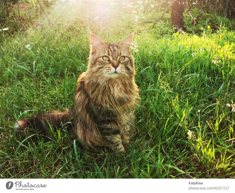 Wie eine Königin sitzt die Maine Coon Katze im weichen Gras des Gartens und lässt sich die Sonne auf den Pelz scheinen. maine coon katze Fell katzenhaft fluffig