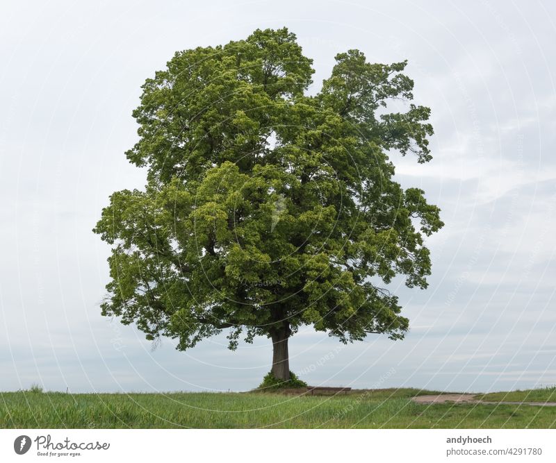Einzelner grüner Baum mit einer Bank zum Ausruhen allein Hintergrund schön blau Sauberkeit übersichtlich Land Landschaft langlebig Ökologie leer Umwelt Feld
