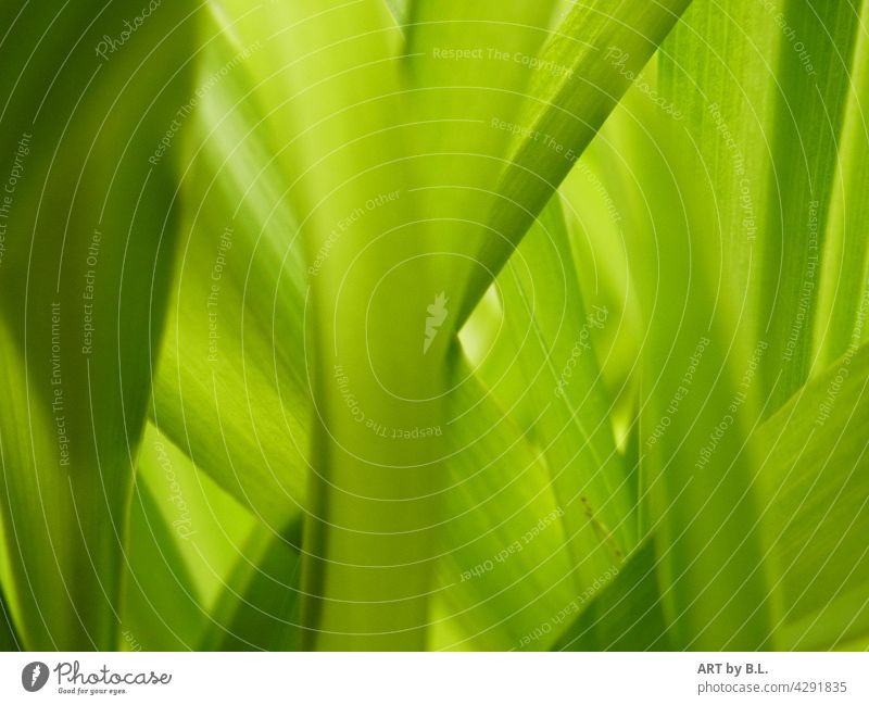 fast wie gemalt... Blatt Blätter Fotokunst Grün grünes zartgrün übereinander untereinander Natur pflanze hintergrund